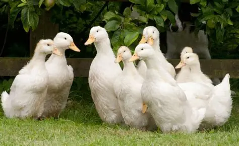 Pekin Duck